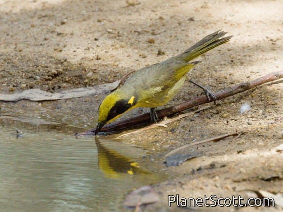 Yellow-tufted Honeyeater (Lichenostomus melanops)