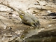 Fuscous Honeyeater (Ptilotula fusca)