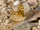 Common Brown (Heteronympha merope)
