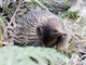 Short-beaked Echidna (Tachyglossus aculeatus)