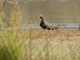 Black-tailed Nativehen (Tribonyx ventralis)
