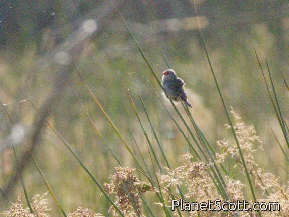 Red-browed Firetail (Neochmia temporalis)