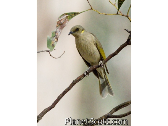 Fuscous Honeyeater (Ptilotula fusca)