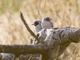 Masked Woodswallow (Artamus personatus)