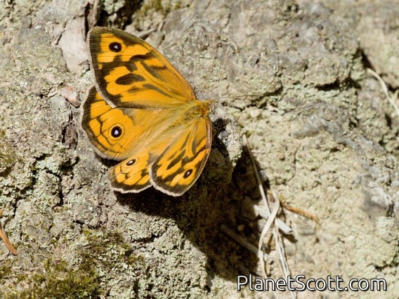 Common Brown (Heteronympha merope)