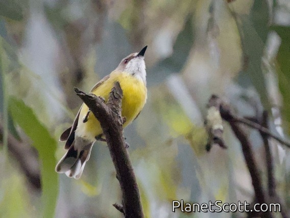 White-throated Gerygone (Gerygone olivacea)