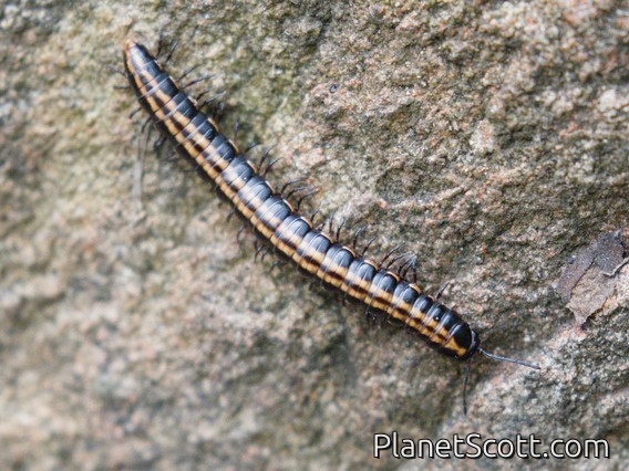 Paradoxical Keeled Millipede (Antichiropodini sp)