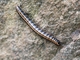 Paradoxical Keeled Millipede (Antichiropodini sp)