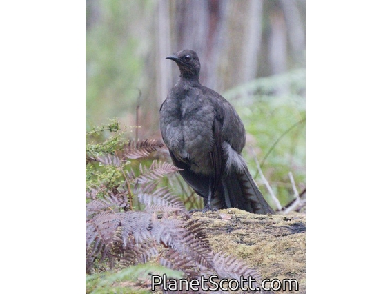 Superb Lyrebird (Menura novaehollandiae)