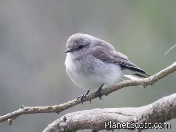 Jacky-winter (Microeca fascinans)