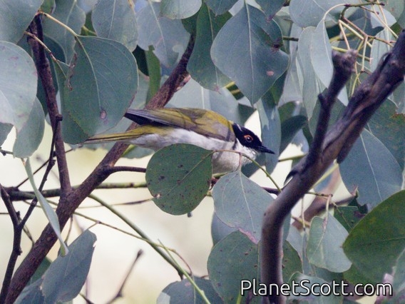 White-naped Honeyeater (Melithreptus lunatus)