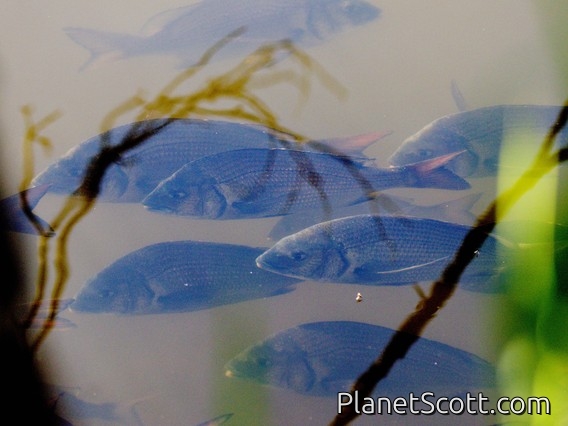 Black Bream (Acanthopagrus butcheri)