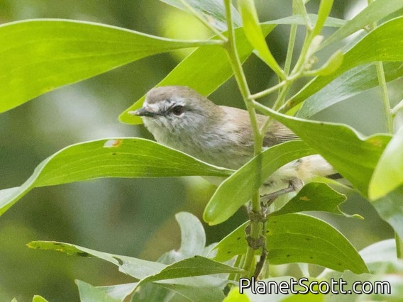 Brown Gerygone (Gerygone mouki)
