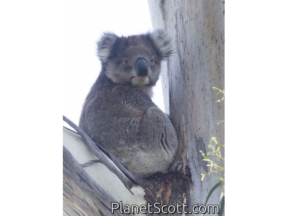 Koala (Phascolarctos cinereus)