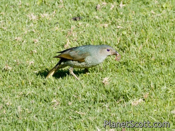 Satin Bowerbird (Ptilonorhynchus violaceus) - Female