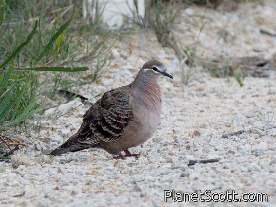 Common Bronzewing (Phaps chalcoptera)