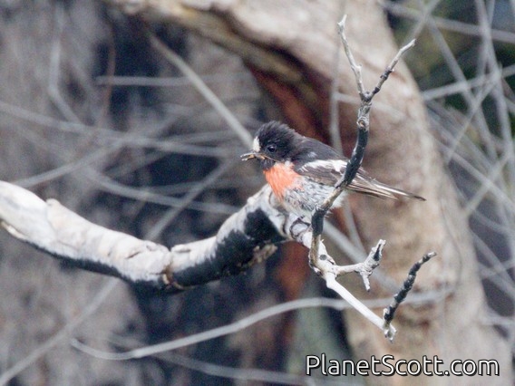 Scarlet Robin (Petroica boodang)