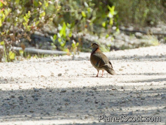 Brush Bronzewing (Phaps elegans)