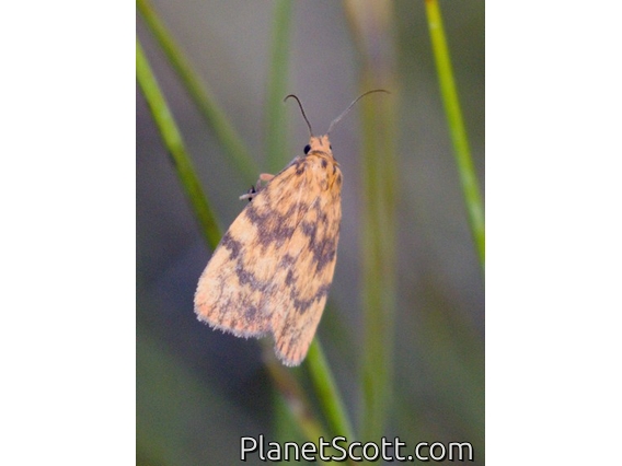 Lichen Moth (Cyme structa)