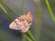 Lichen Moth (Cyme structa)