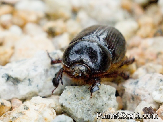 Rhinoceros Beetle (Cheiroplatys latipes)