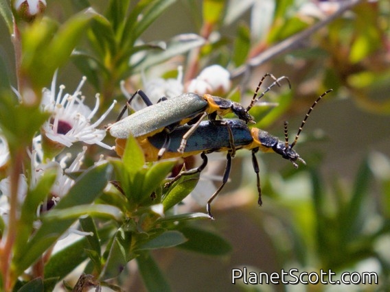 Plague Soldier Beetle (Chauliognathus lugubris)
