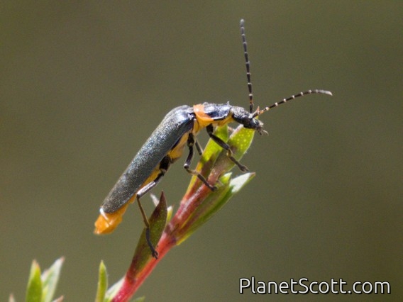 Plague Soldier Beetle (Chauliognathus lugubris)
