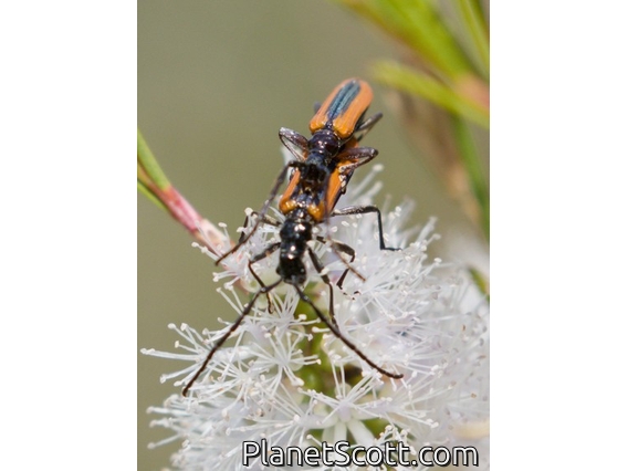 Stinking Longicorn (Stenoderus suturalis)