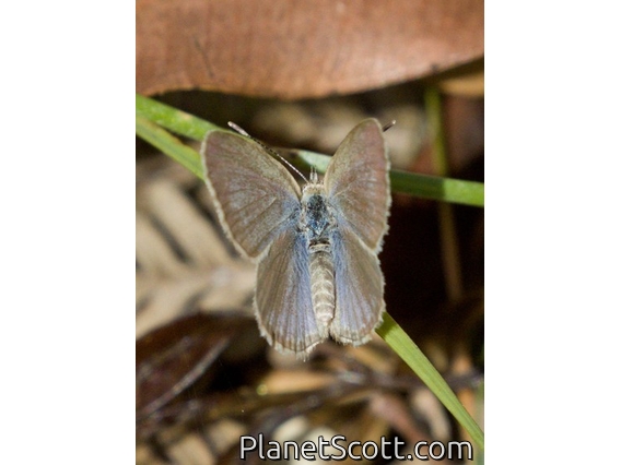 Lesser Grass Blue (Zizina otis)