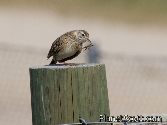 Australian Pipit (Anthus australis)