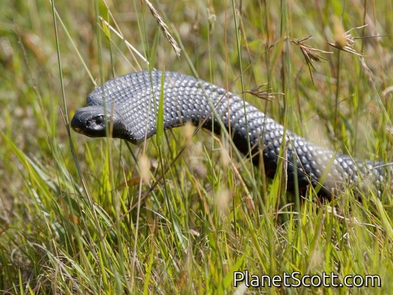 Red-bellied Black Snake (Pseudechis porphyriacus)