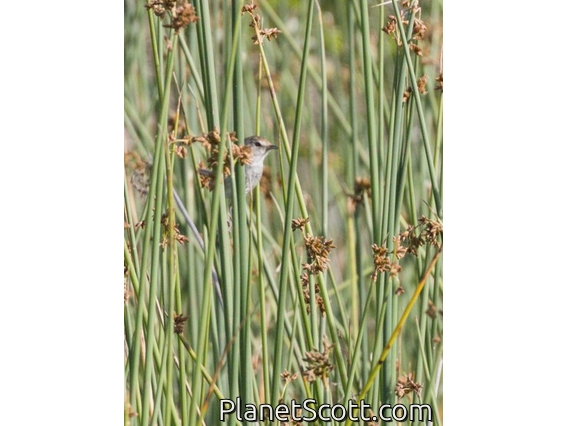 Little Grassbird (Megalurus gramineus)