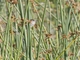 Little Grassbird (Poodytes gramineus)