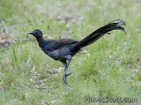 Superb Lyrebird (Menura novaehollandiae)