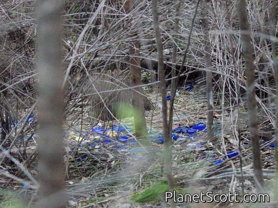 Satin Bowerbird (Ptilonorhynchus violaceus) - Nest