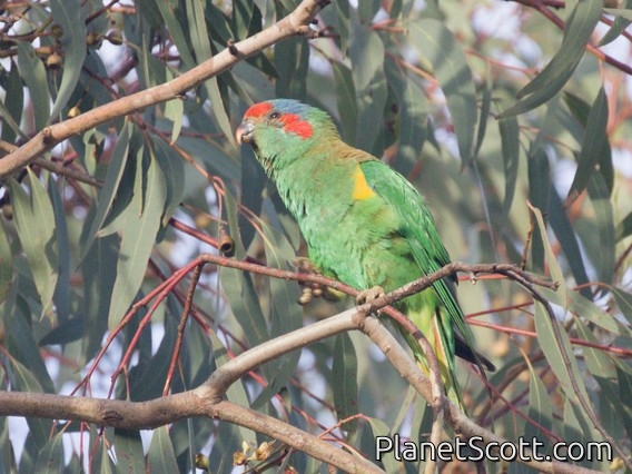 Musk Lorikeet (Trichoglossus concinnus)