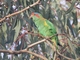 Musk Lorikeet (Trichoglossus concinnus)