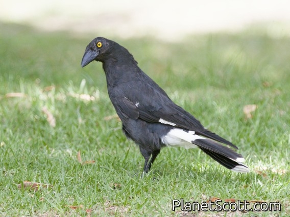 Pied Currawong (Strepera graculina)