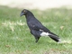 Pied Currawong (Strepera graculina)