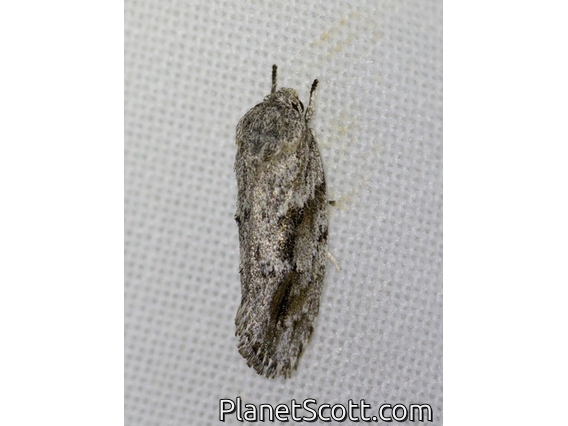 Gray Agriophara Moth (Agriophara cinerosa)