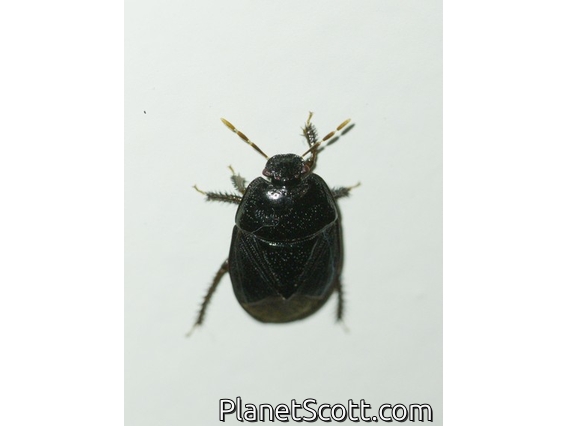 Burrowing Bug (Adrisa sp)