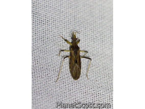 Bug (Rhopalidae sp)