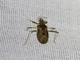 Bug (Rhopalidae sp)