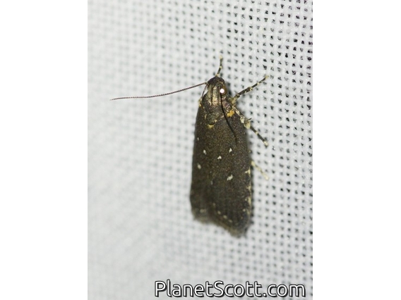 Twirler Moth (Ardozyga nyctias)