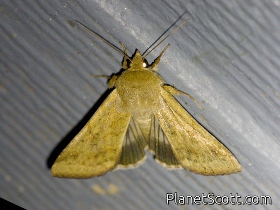 Cotton Bollworm Moth (Helicoverpa armigera)
