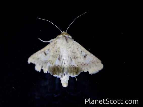 Native Budworm (Helicoverpa punctigera)