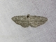 Long-fringed Bark Moth (Phelotis cognata)