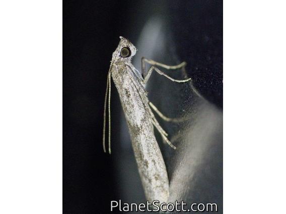 Knot-horn Moth (Homoeosoma vagella)