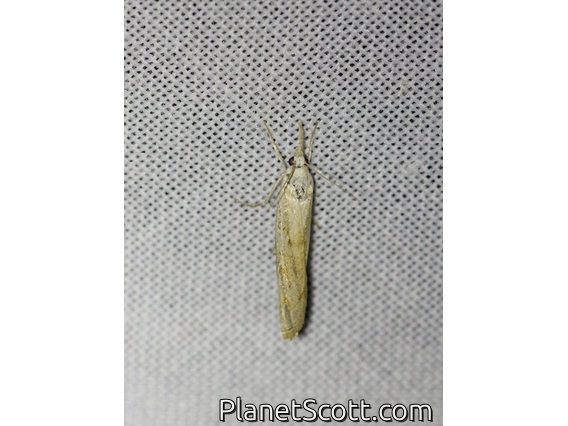 Grass Veneer (Culladia cuneiferellus)