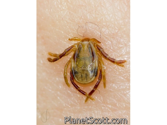 Australian Paralysis Tick (Ixodes holocyclus)
